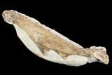 Fossil Mosasaur (Tethysaurus) Jaw Section - Goulmima, Morocco #107093-3